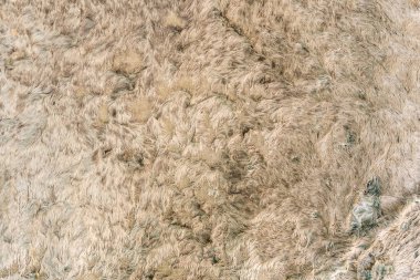 Doku kahverengi havlu arka plan. Hasar, külüstür ve eski peluş terry doku closeup. 