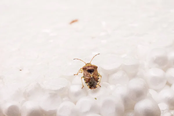 Insecto Marrón Arroz Mierda Olorosa Pedorro Ecología Hermana Macro Primer — Foto de Stock