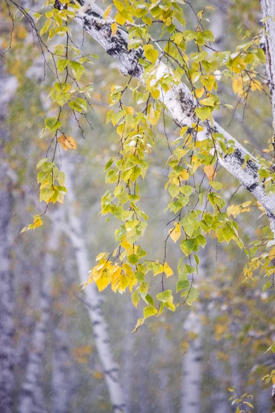 Gele Groene Bladeren Van Boom Berken Bedekt Met Wit Schone — Stockfoto