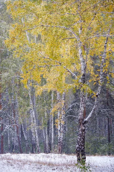 Folhas Amarelas Verdes Árvore Bétulas Cobertas Neve Branca Limpa Fofa — Fotografia de Stock