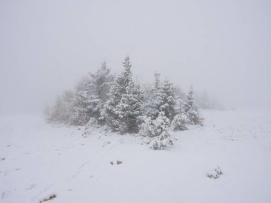 Karlı ağaçlar ve kar taneleri olan kış manzarası. Noel konsepti