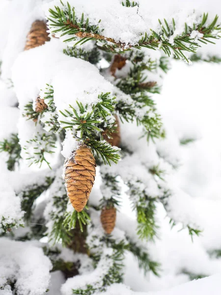 Ramo Abeto Com Cones Abaixo Neve Profundidade Campo Rasa Árvore — Fotografia de Stock