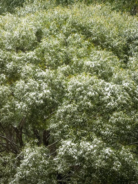 Kar Şehirde Bir Ağaç Yeşil Yaprakları Ile Kar Ile Kaplı — Stok fotoğraf