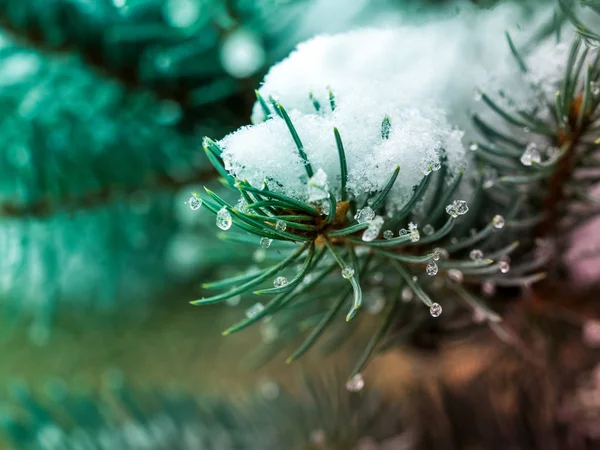 Primeira Neve Cidade Ramo Abeto Coberto Neve Close Geadas Afiadas — Fotografia de Stock