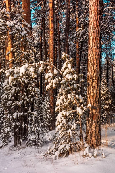 Paisaje Invernal Helado Bosque Nevado Nieve Fresca Crea Una Gran — Foto de Stock