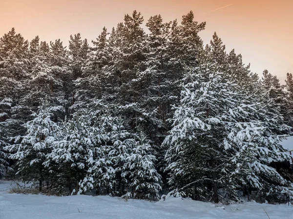 Frosty Winter Landscape Snowy Forest Fresh Snow Makes Great Atmosphere — Stock Photo, Image