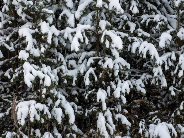 Hermoso Fondo Invierno Fondo Pantalla Panorámico Invierno Las Ramas Abeto — Foto de Stock