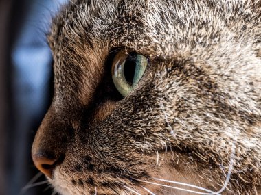 Kedi gözleri closeup.