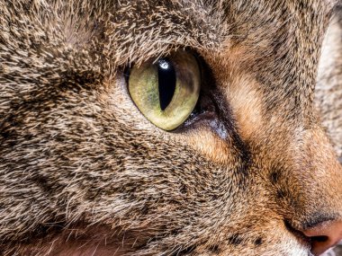 Kedi gözleri closeup.