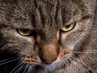 Yakın çekim portre kahverengi Tabby Siberian kedi mutsuz ve üzgün izole siyah arka plan, ön görünüm üzerinde görünüyor.
