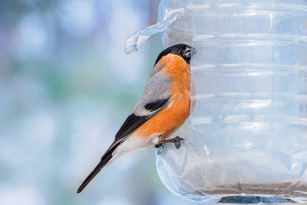 Bullfinch Common Bullfinch Eurasian Bullfinch Pyrrhula Pyrrhula Sitting Feeders Made — Stock Photo, Image