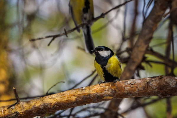 Ottima Tetta Ramo Primavera Estate Foresta Uccello Topo Blu Seduto — Foto Stock