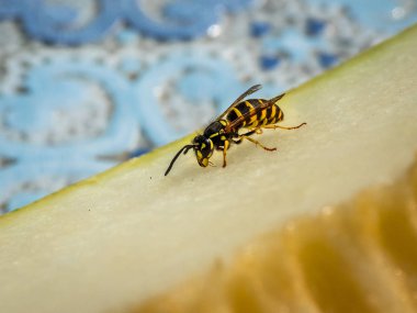 Kavun yemek Wasp. Sığ derinlik-in tarla.