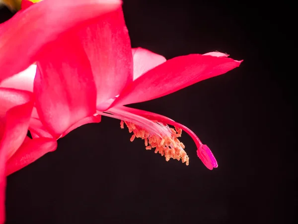 Macro Photo of a Red Flower Christmas Cactus, Schlumbergera truncata on black background. — Stock Image Macro Photo Red Flower Christmas Cactus Schlumbergera Truncata Black Background Stock Image