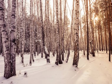 Kışın çam ormanı. orman. doğal peyzaj. ayaz erken kış. Mayo ağaçlar ve temiz kar. spor ve kışın aktif dinlenme. yürür ve ekoturizm