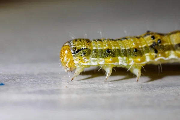 Caterpillar Kapatın Makro Çekim Böcek Doğa — Stok fotoğraf