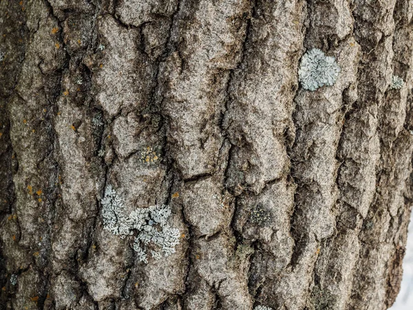 Écorce Peuplier Texture Bois Macro Prise Vue Fond Naturel Arbres — Photo