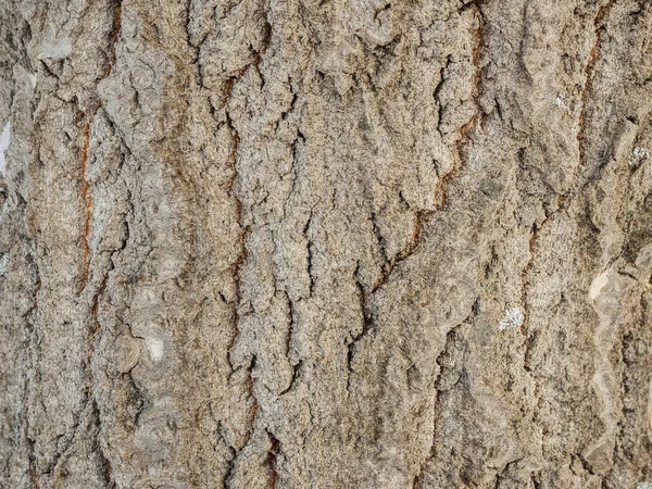 Topolová Kůra Texturu Dřeva Makro Střelbu Přirozeného Pozadí Stromy Lese — Stock fotografie