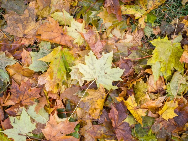 Herfst Bladeren Groen Grasveld Uitzicht Van Boven — Stockfoto