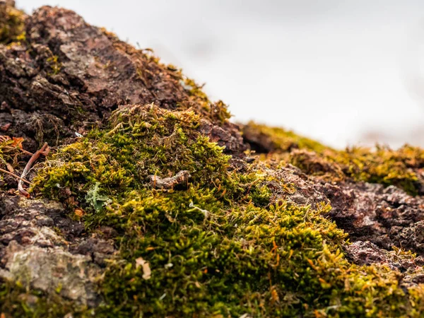 Мосс Дереве Близко Мелкая Глубина Резкости Зеленый Мох Снежном Фоне — стоковое фото