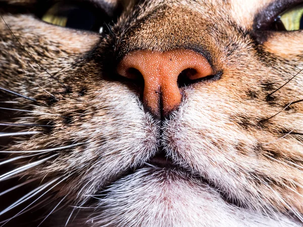 nose and mouth of a cat, close-up