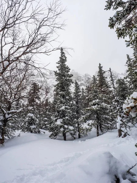 Snöiga Skogen Vinterlandskap Högt Bergen Snöfall Och Dålig Sikt Dåliga — Stockfoto