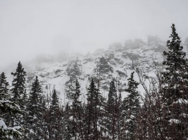 Karlı kış orman yüksek dağlarda peyzaj. kar yağışı ve kötü görüş. kötü hava koşulları. ekoturizm ve kışın aktif yaşam tarzı