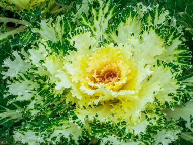 Taze mor lahana (brassica oleracea) bitki yaprakları