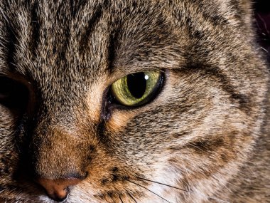 Kedi gözleri closeup.