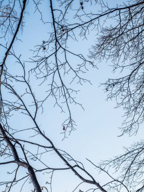 Mavi gökyüzüne karşı kışın orman dalları. Çıplak Siluet gökyüzünün arka planında bir ağaç.