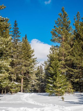 parlak güneşli bir günde dağlarda. yeşil yüksek Ladin ve bembeyaz sürüklenir. dağlarda peyzaj yüksek. mavi gökyüzü ve temiz hava. Eko-Turizm