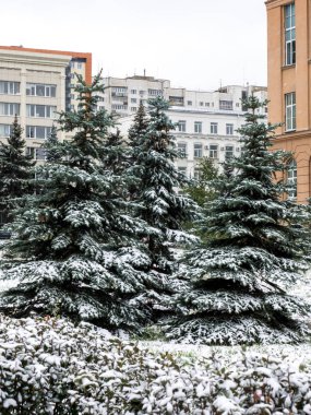 İlk kar şehirde. Kış beklenmedik varış. ağaçlar ve çimenler karla kaplı. temiz ve beyaz kar.