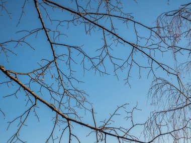 Mavi gökyüzüne karşı kışın orman dalları. Çıplak Siluet gökyüzünün arka planında bir ağaç.