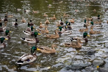 Bir rahat şehir park su birikintisi içinde pek çok ördekler. Yüzmek ve şehrin sakinleri yemek