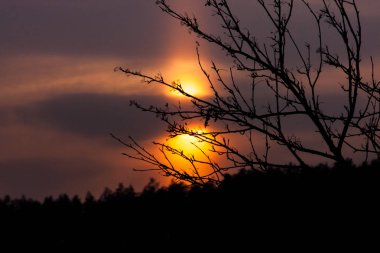 Siluet dalları ve yaprakları gün batımı ile