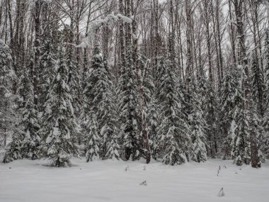 kış orman saf ve beyaz karla kaplı. doğal peyzaj. soğuk bir günde ağaçlar.