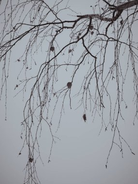 ağaç dalları depresif gri gökyüzü karşı. huş ağacı dalı olmadan kışın yaprakları. Depresyon ilgisizlik ve depresyon sembolü. Sonbahar dalak.