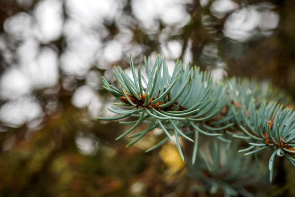 Blue Spruce Branches Green Background Blue Spruce Green Spruce White — Stock Photo, Image