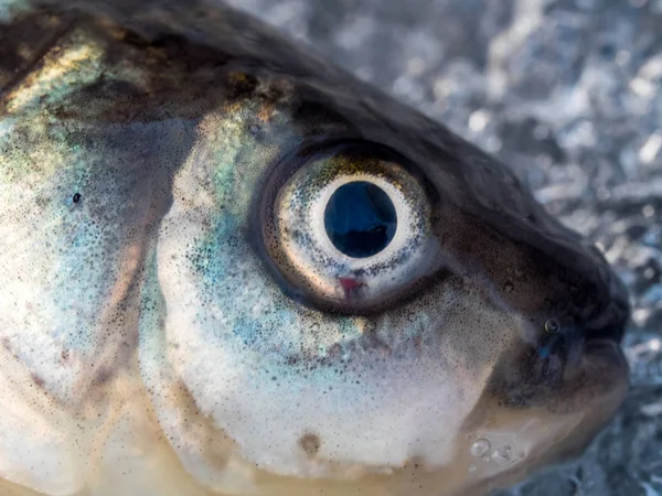 Pescuit Iarnă Fructe Mare Pește Alimente Sănătoase Ochi Pește Aproape — Fotografie, imagine de stoc