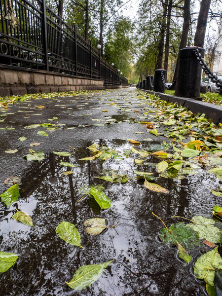 Autumn in the city, puddle in the alley strewn with fallen leaves. View from puddles on the pavement level. Shallow depth of field.