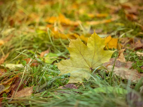 五颜六色的秋天枫叶在绿草的背景上 浅景深 — 图库照片