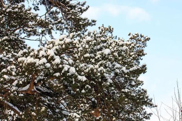 Pejzaż Zimowy Gałęzi Sosny Pokryte Świeżego Białego Śniegu Eco Układ — Zdjęcie stockowe