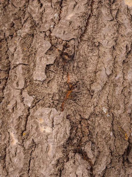 ポプラの樹皮 木のテクスチャ マクロは 自然な背景の撮影 森の木々 をクローズ アップ — ストック写真