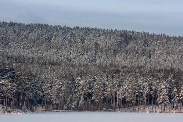 Winter Landscape Frosty Fresh Air Mountain Lake Clear Snow Pines — Stock Photo, Image