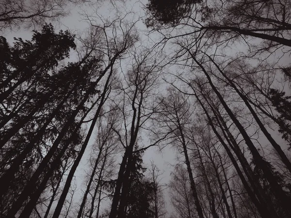 Černobílé Fotografie Podzimní Počasí Šedé Oblohy Holé Větve Stromů Depresivní — Stock fotografie