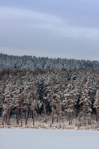 Winterlandschap Frosty Frisse Lucht Een Bergmeer Duidelijke Sneeuw Dennen Bomen — Stockfoto