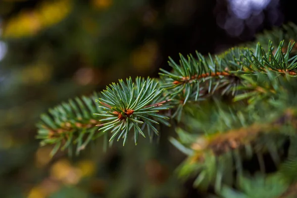 Groenblijvende Takken Van Blauwe Spar Ondiepe Scherptediepte Mooie Bokeh Achtergrond — Stockfoto