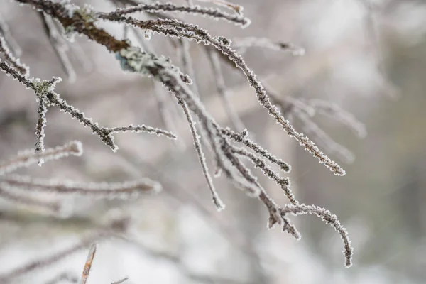 Primera Helada Árbol Invierno Cubierto Nieve Ramas Árboles Primer Plano —  Fotos de Stock