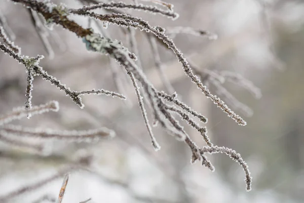 Primeira Geada Uma Árvore Inverno Coberta Neve Ramos Árvore Closeup — Fotografia de Stock