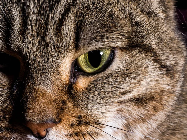 Closeup Μάτια Γάτας — Φωτογραφία Αρχείου